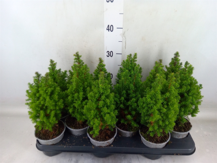 <h4>Chamaecyparis thyo. 'Alpica'</h4>