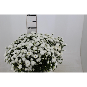 ASTER MARIANA 040 CM