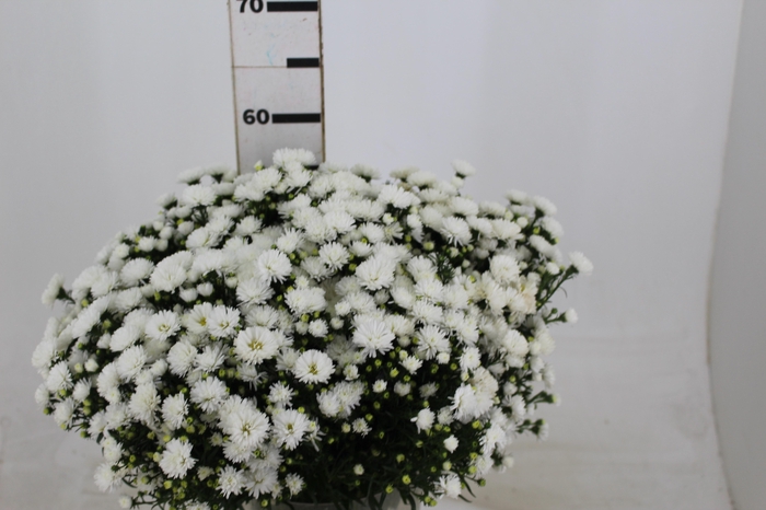 ASTER MARIANA 040 CM