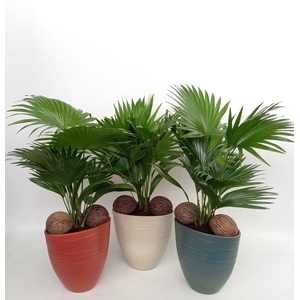 Livistona in Avani Pearl mix kleuren met kadulnoten