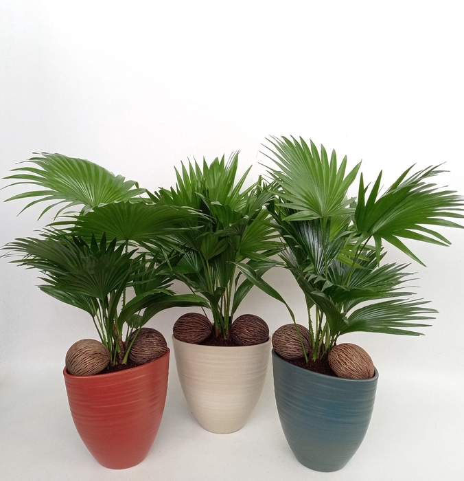 <h4>Livistona in Avani Pearl mix kleuren met kadulnoten</h4>