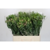 Alstroemeria Selection Bicolor