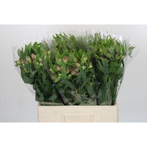 Alstroemeria Selection Bicolor