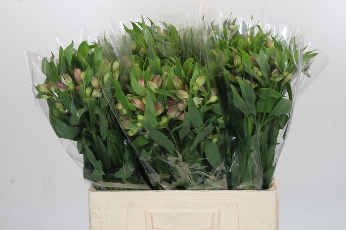 <h4>Alstroemeria Selection Bicolor</h4>