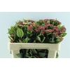 Viburnum Tinus Red Spirit