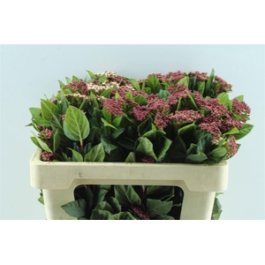 Viburnum Tinus Red Spirit