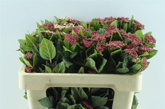 Viburnum Tinus Red Spirit
