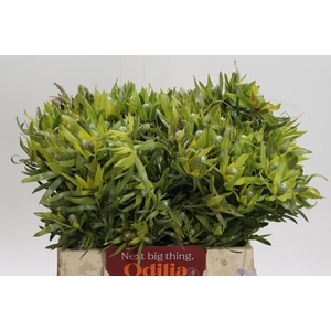 Leucadendron Pisa Spray