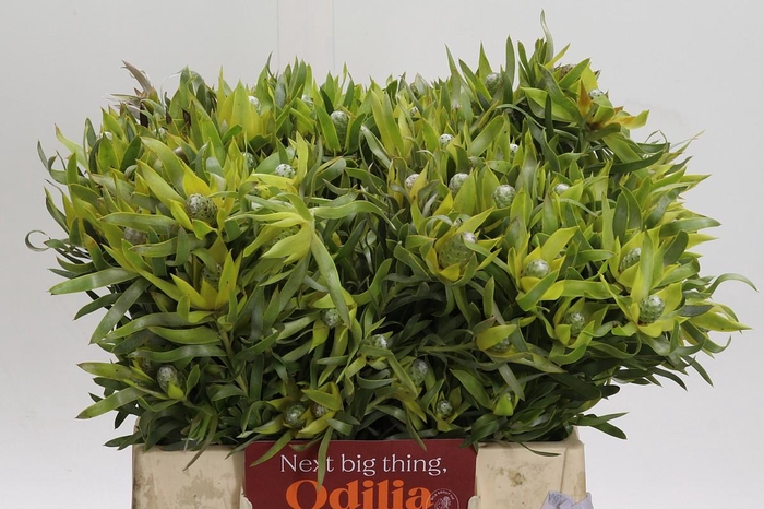 <h4>Leucadendron Pisa Spray</h4>