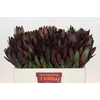 Leucadendron Saf Sunset Dark Red