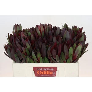 Leucadendron Saf Sunset Dark Red