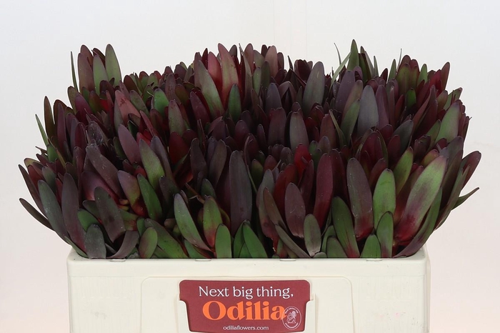 Leucadendron Saf Sunset Dark Red