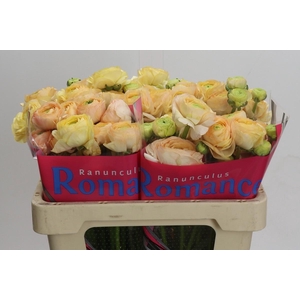 Ranunculus Romance Salerno