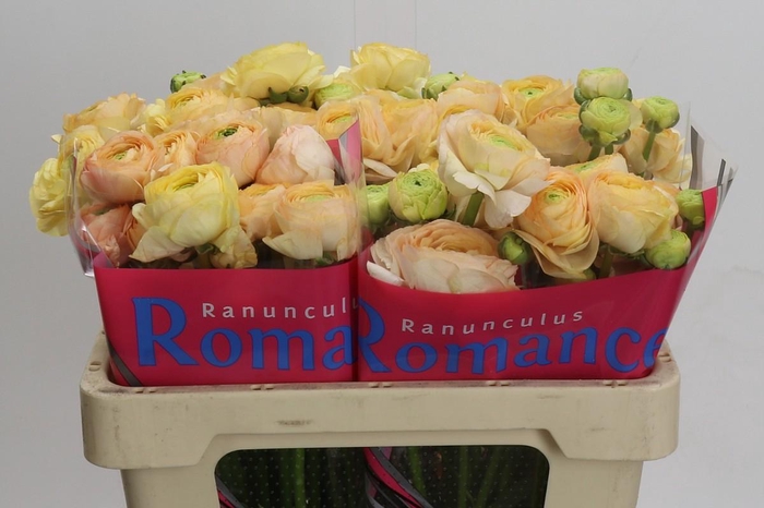 <h4>Ranunculus Romance Salerno</h4>