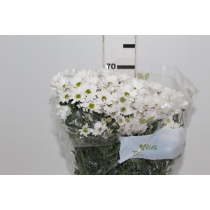 CRISANTEMO SANTINI DESMONT 070 CM