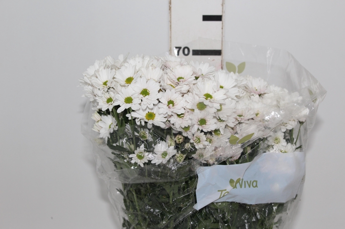 <h4>CRISANTEMO SANTINI DESMONT 070 CM</h4>
