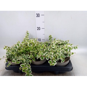 Ficus pumila 'Belle Sunny'