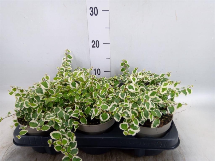 <h4>Ficus pumila 'Belle Sunny'</h4>