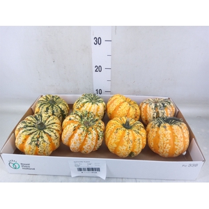 Cucurbita pepo 'Festival'