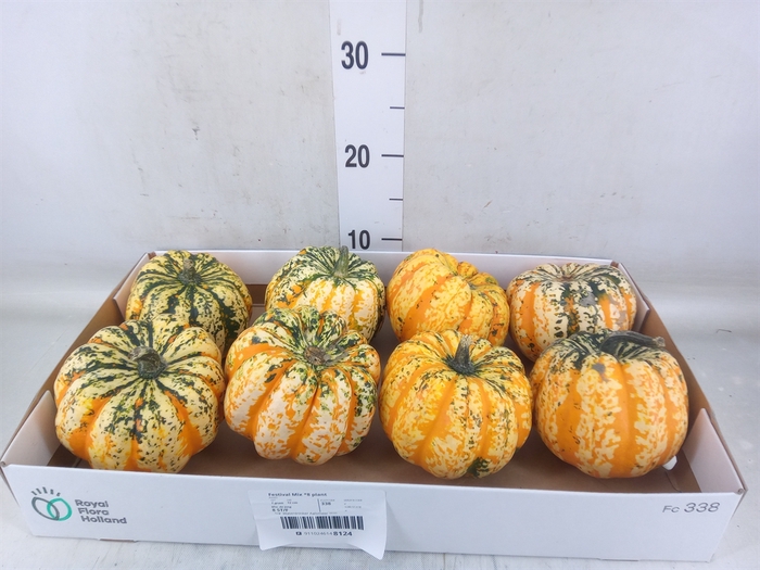 <h4>Cucurbita pepo 'Festival'</h4>