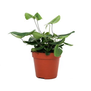 Hemionitis Arifolia (Hartjesvaren)