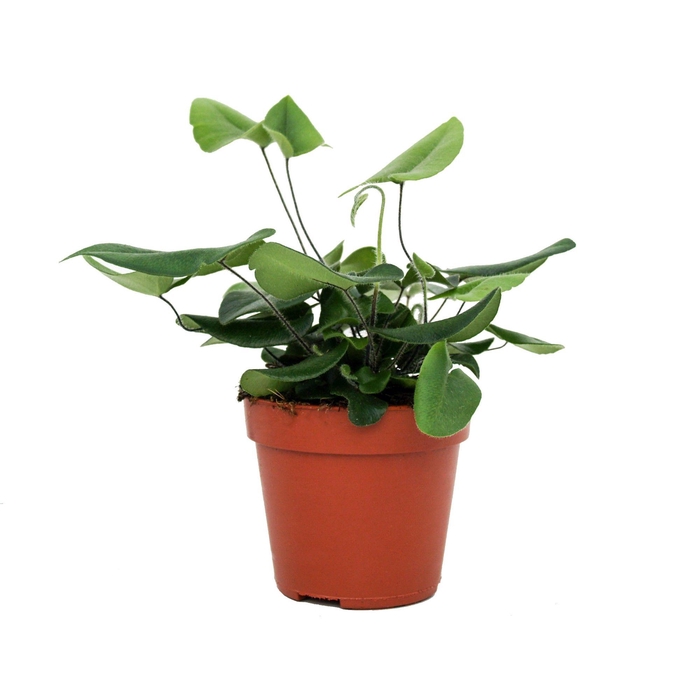 <h4>Hemionitis Arifolia (Hartjesvaren)</h4>