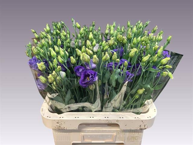 <h4>EUS G ROSI PURPLE</h4>