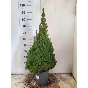 PICEA GL CONICA