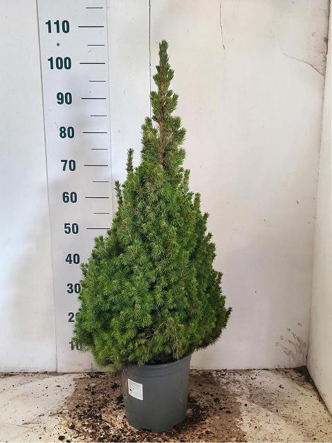 <h4>PICEA GL CONICA</h4>
