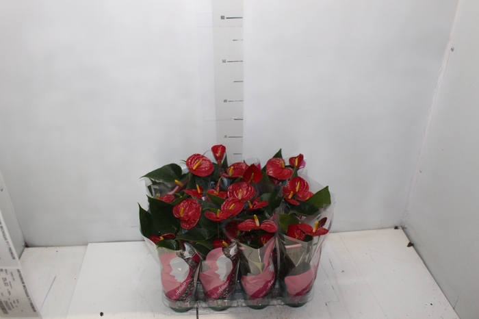 <h4>ANTHURIUM RED SUCCESS P09</h4>