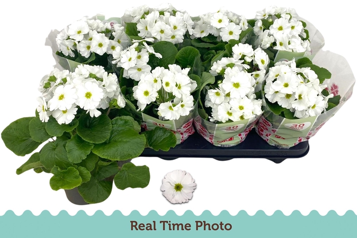 <h4>PRIM OB TM WHITE</h4>