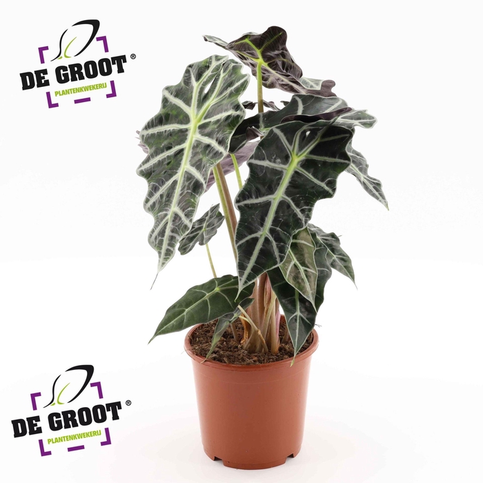 <h4>Alocasia Polly</h4>