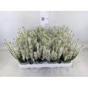 Calluna vulg. 'Beauty L Verenka'