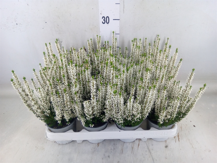 <h4>Calluna vulg. 'Beauty L Verenka'</h4>