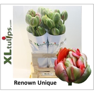 TU DU RENOWN UNIQUE
