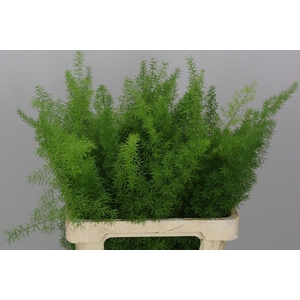 Asp Dens Myers 60 Cm