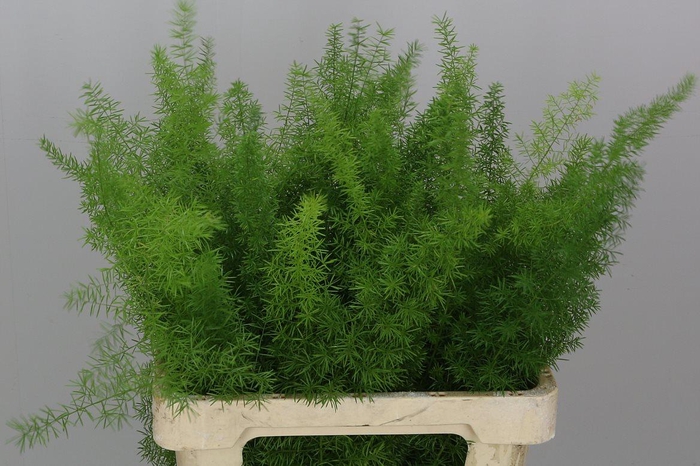 <h4>Asp Dens Myers 60 Cm</h4>
