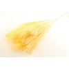 Miscanthus Yellow