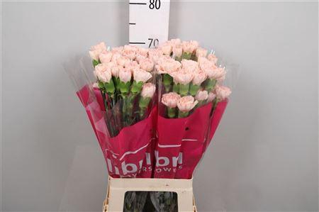 <h4>Di St Lizzy</h4>