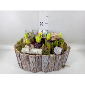 Arr.   Bol/Knolgewas L%