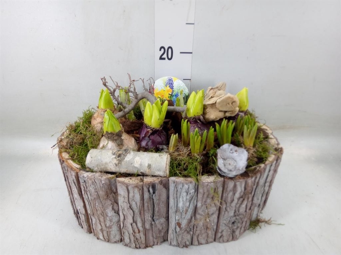 <h4>Arr.   Bol/Knolgewas L%</h4>