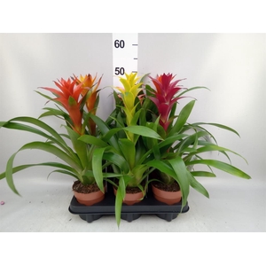Guzmania   ...mix