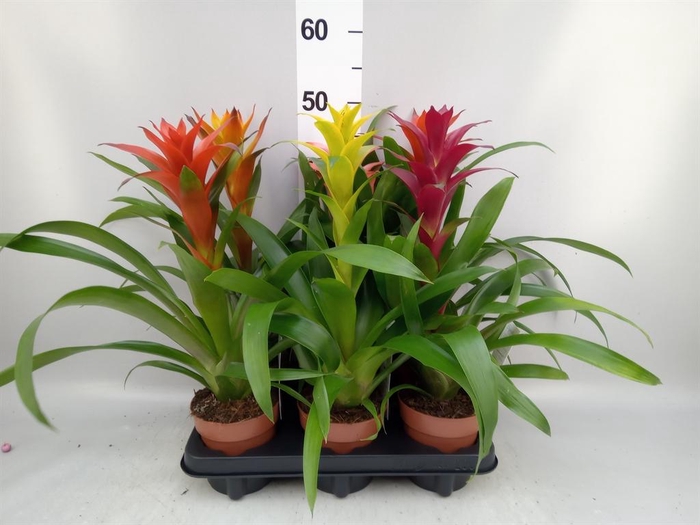 <h4>Guzmania   ...mix</h4>