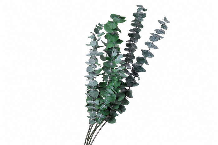 <h4>Dried Bleached Eucalyptus Baby Blue Green</h4>