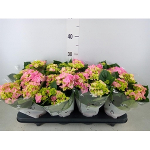 Hydrangea mac. 'Early Rosa'