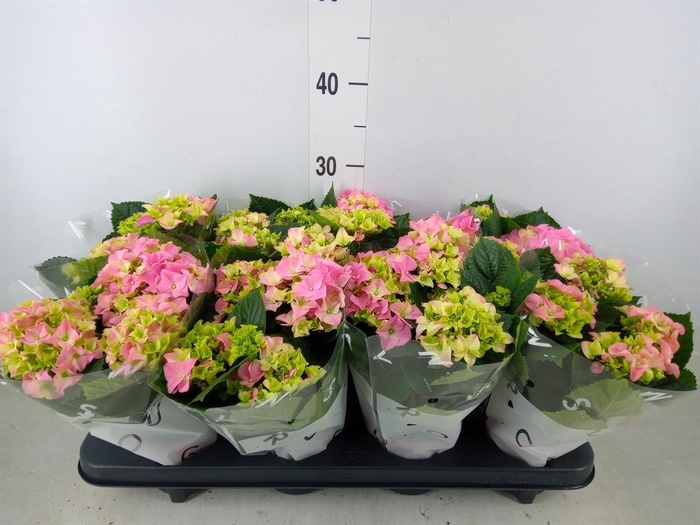 <h4>Hydrangea mac. 'Early Rosa'</h4>