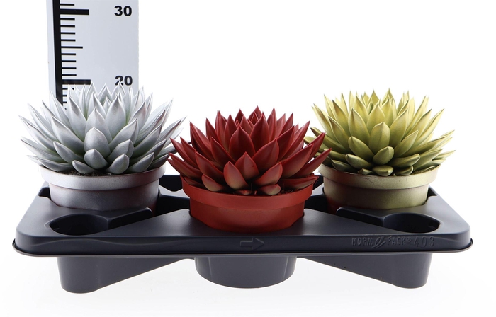 <h4>Echeveria  'Miranda'</h4>