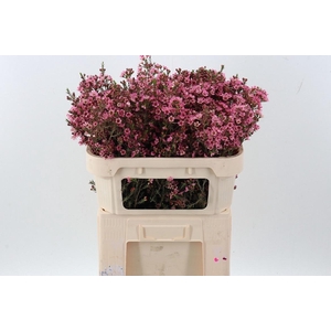 CHAME SARAHS DELIGHT