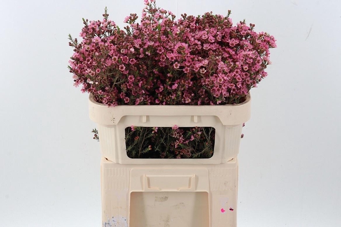 <h4>CHAME SARAHS DELIGHT</h4>