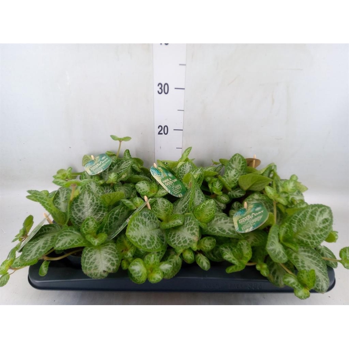 <h4>Episcia cupreata 'Minty Imp'</h4>